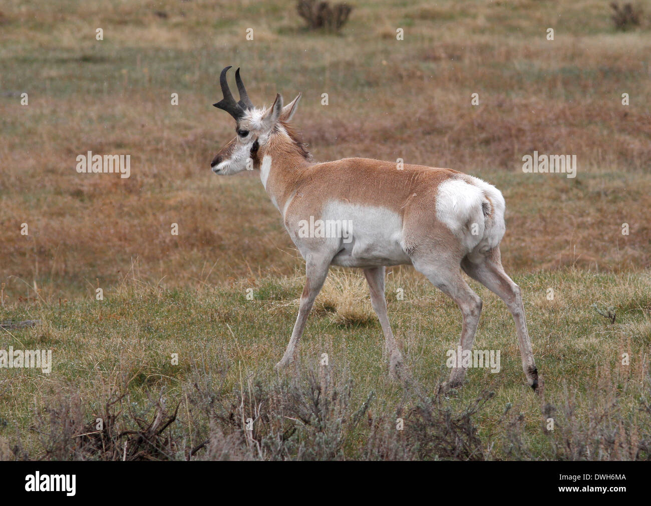 Zinke Antilope im Yellowstone-Nationalpark, Wyoming Stockfoto