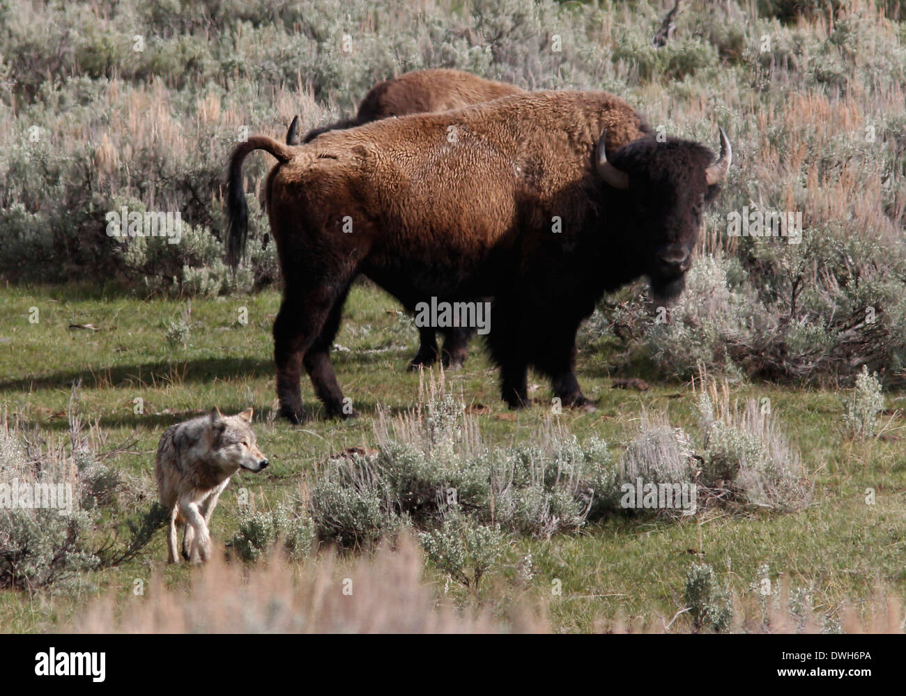 Grauer Wolf Jagd Bison mit Baby-Yellowstone Nationalpark-Wyoming Stockfoto