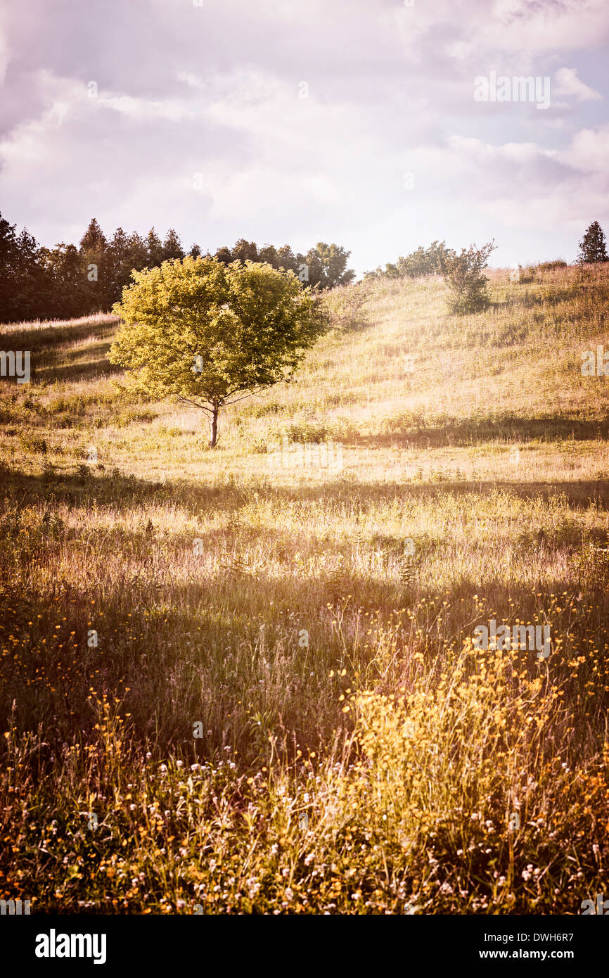 Sommerlandschaft mit einzelnen Baum an warmen Nachmittag. Ontario, Kanada. Stockfoto