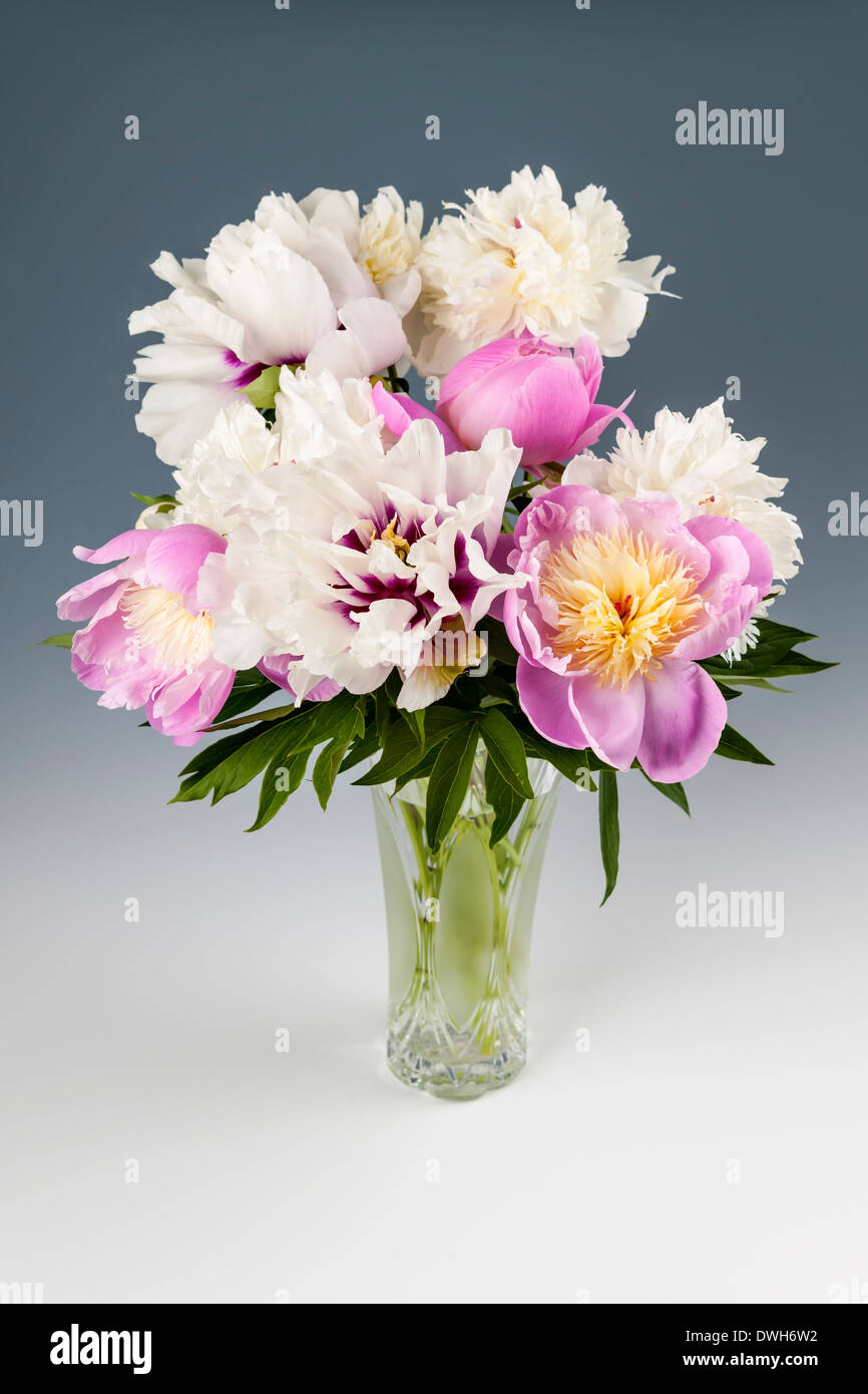 Rosa und Weiße Pfingstrose Blumenstrauß auf grauem Hintergrund, Studio gedreht Stockfoto