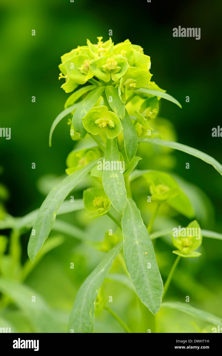 Grünen Wolfsmilch oder grün Wolfsmilch (Euphorbia Esula), Deutschland Stockfoto