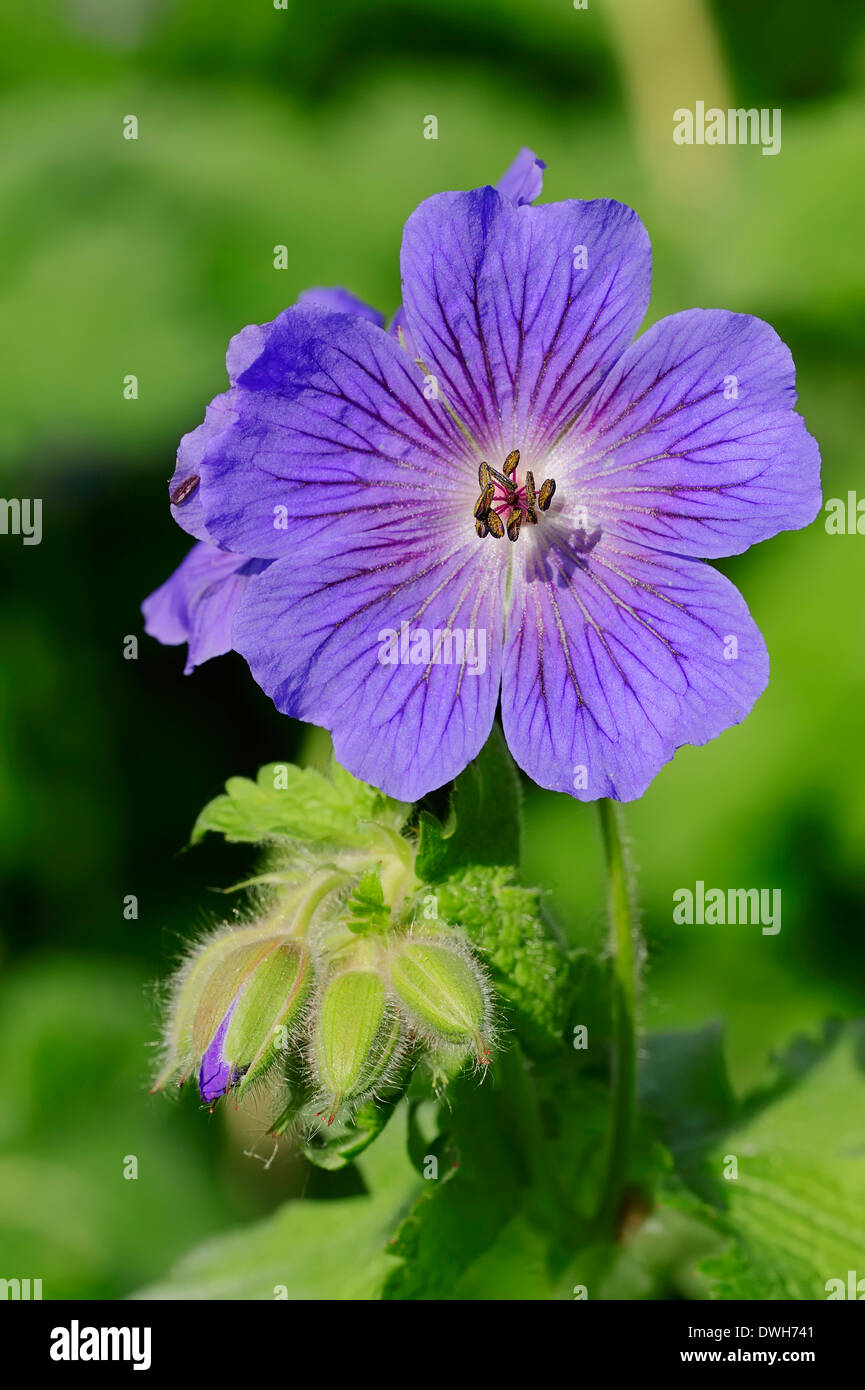 Wiesen-Storchschnabel (Geranium Pratense), North Rhine-Westphalia, Deutschland Stockfoto