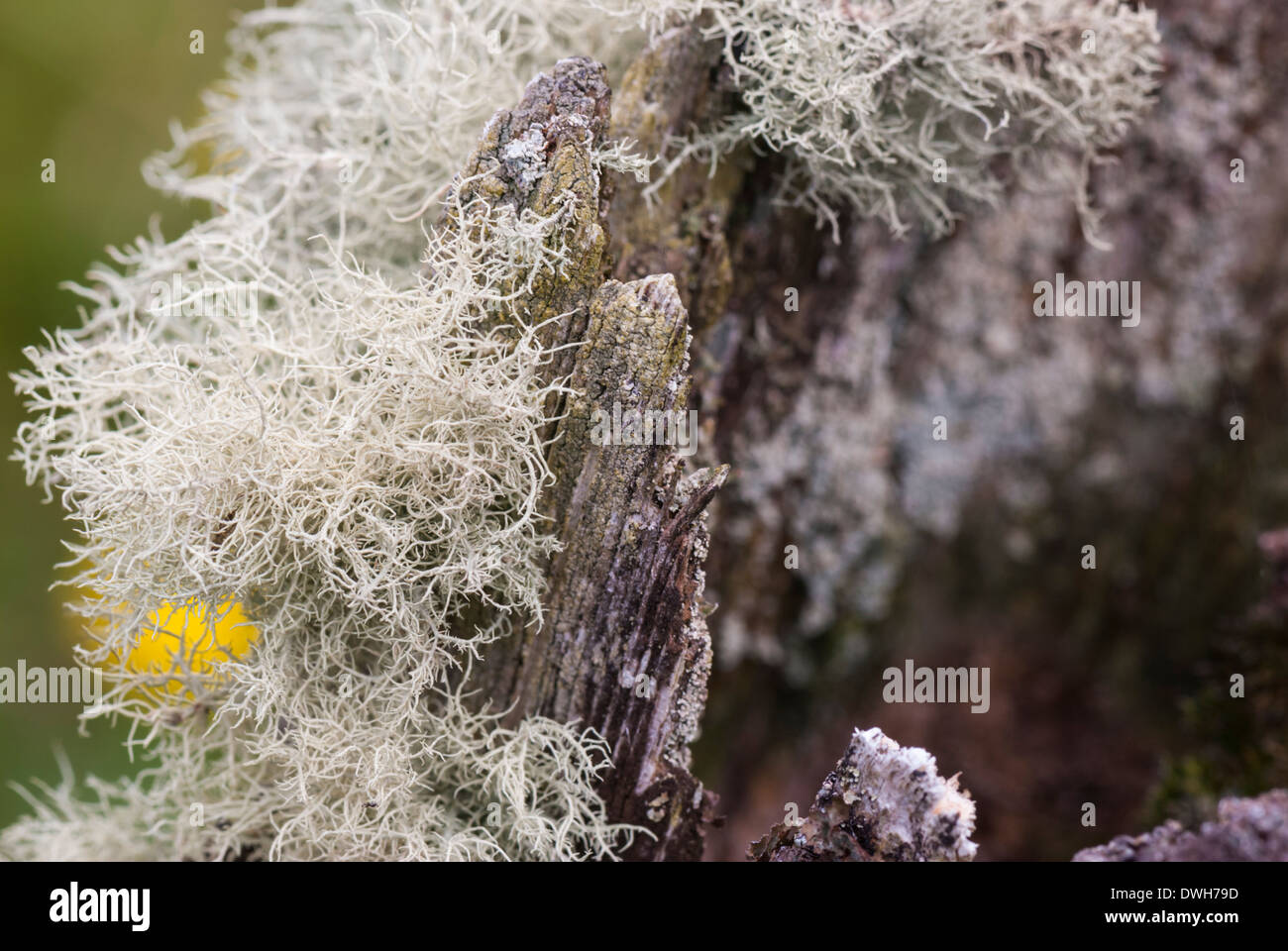 Flechten Sie auf einem faulenden Zaunpfosten Stockfoto