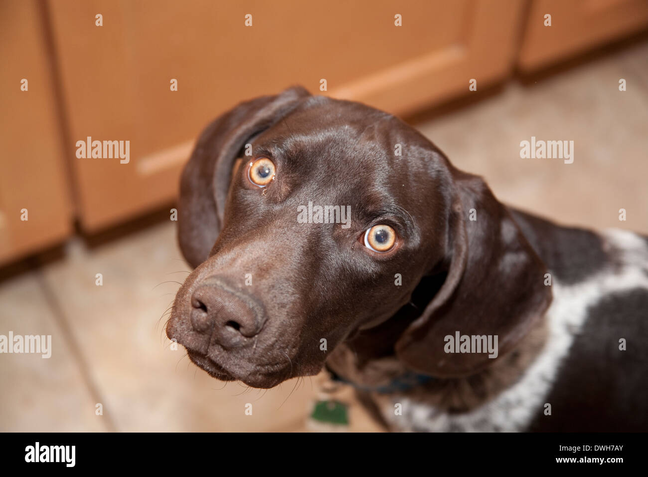 Deutscher Kurzhaariger Vorstehhund mit schuldig Gesicht Stockfoto