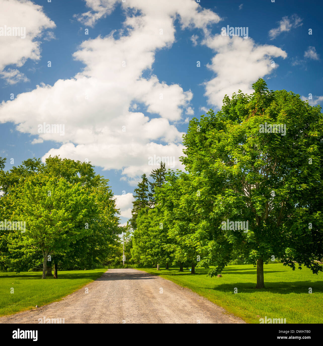 Sommerlandschaft mit Landstraße, üppigen Ahornbäume und blauer Himmel Stockfoto