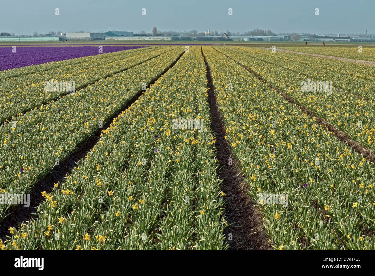 Blumenfelder im Frühjahr: Violette Krokusse und angehende Narzissen, Voorhout, Südholland, Niederlande. Stockfoto