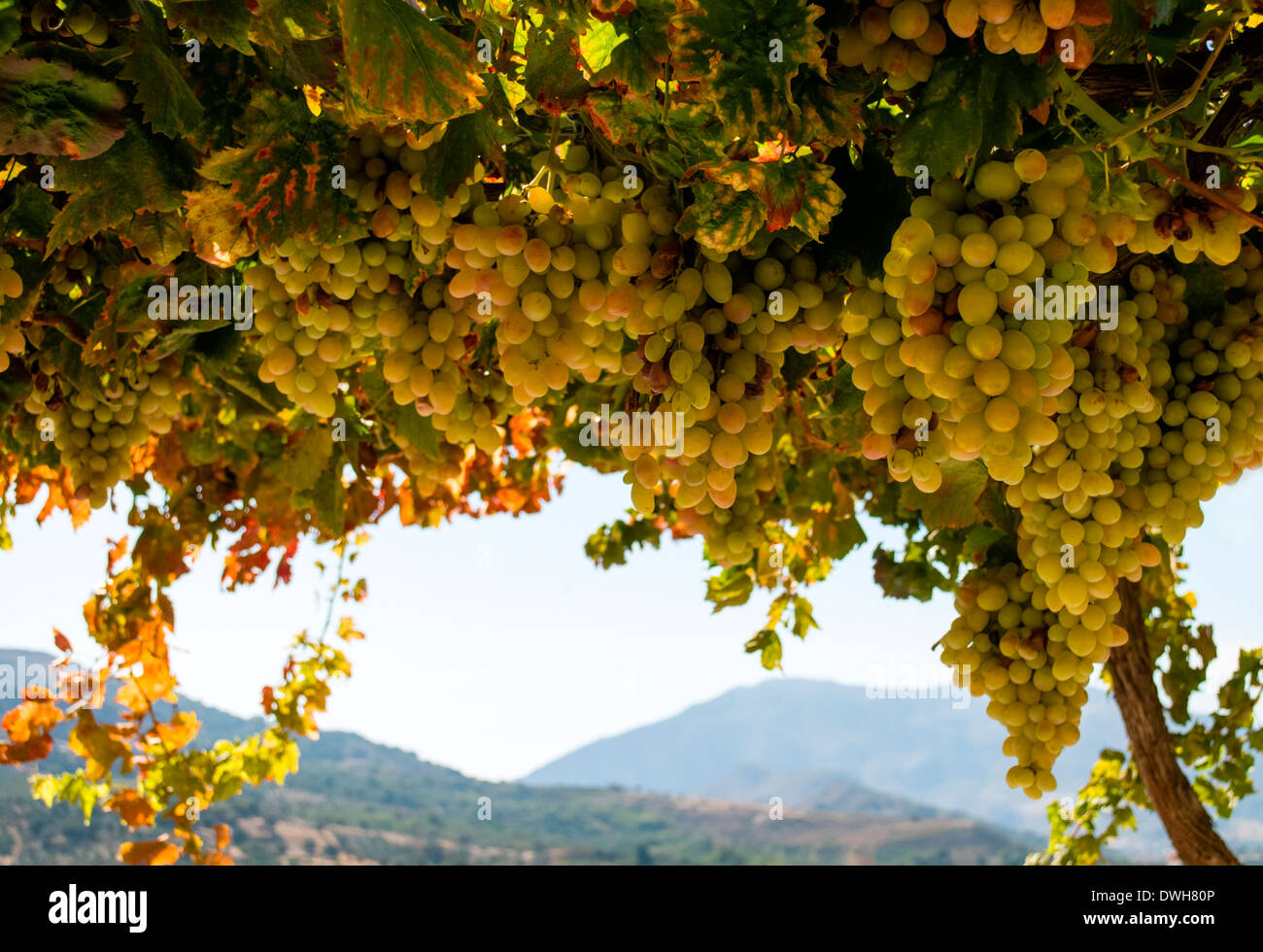 Frische grüne Trauben am Rebstock Stockfoto