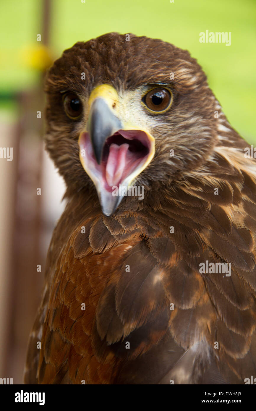 Poiana Harris Buteo habgierigen Raubtier Falknerei Stockfoto