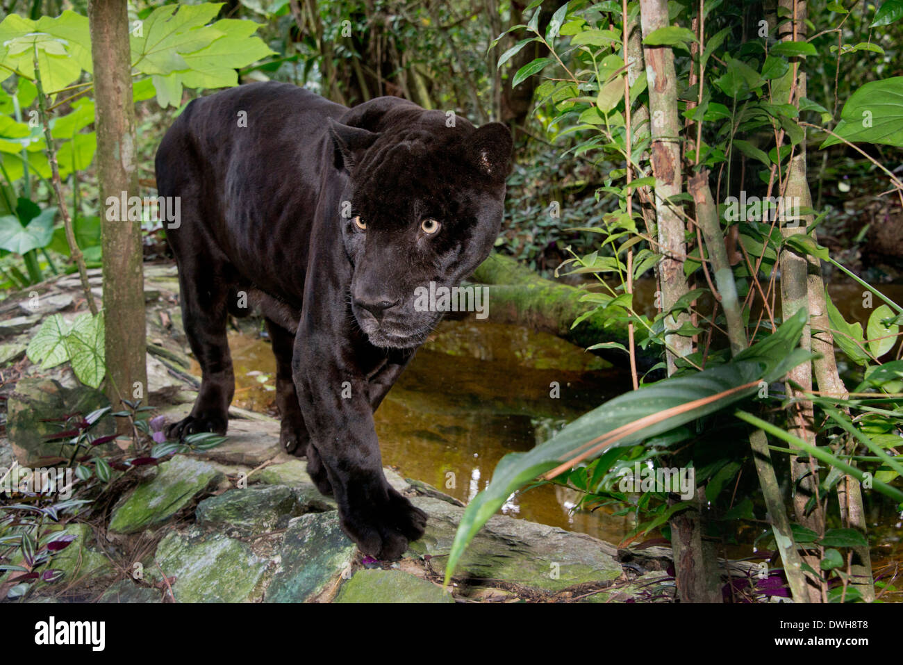 Belize, Bezirk von Belize City, Belize City, Belize City Zoo. Black Panther (Captive). Stockfoto