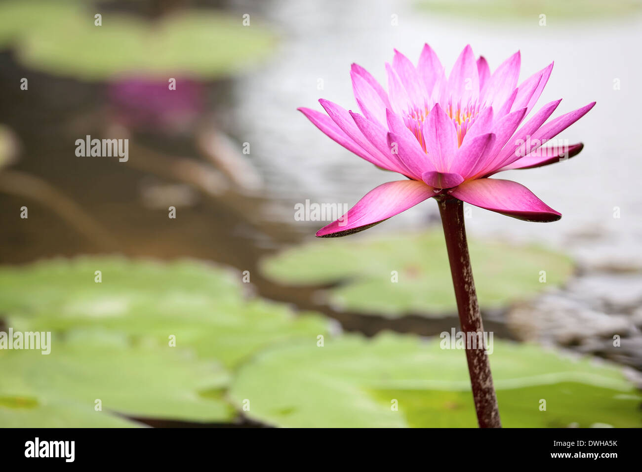 Teich mit rosa Wasser Lilie Blume in voller Blüte Nahaufnahme Stockfoto