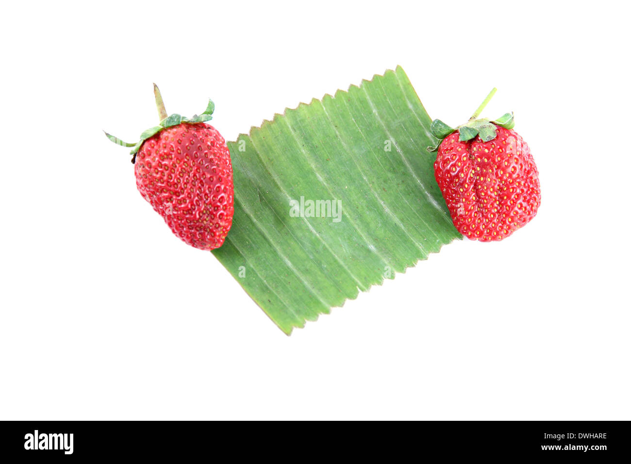 Erdbeere auf Bananenblatt der weißen Hintergrund isoliert. Stockfoto