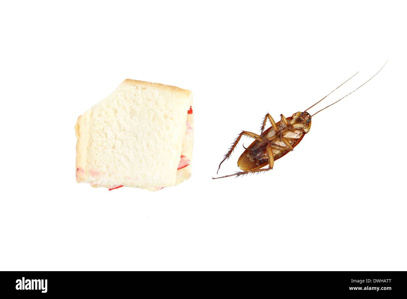 Schabe starb nach dem Essen vergiften Brot auf weißem Hintergrund. Stockfoto