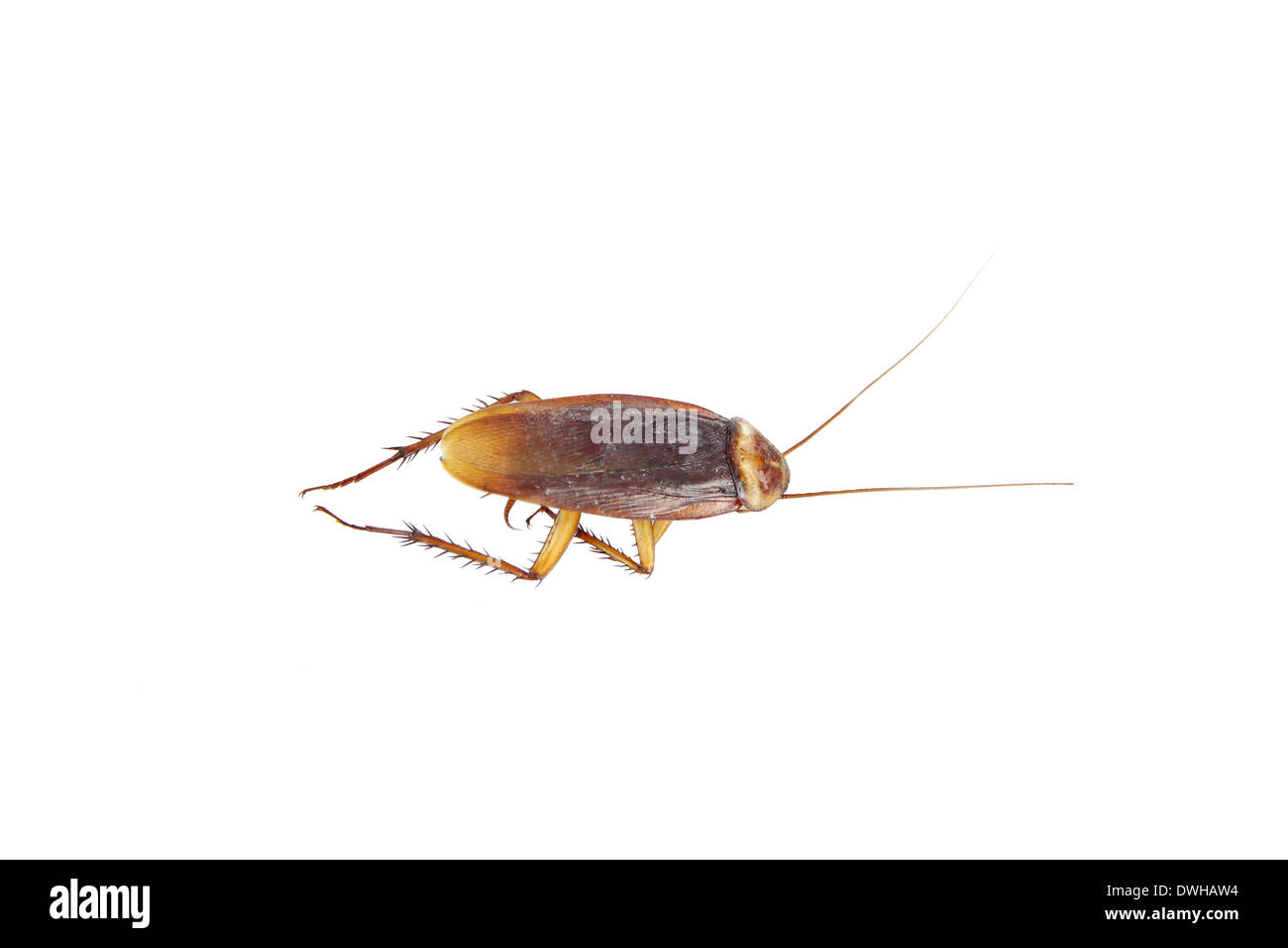 Schabe starb isoliert auf weißem Hintergrund. Stockfoto