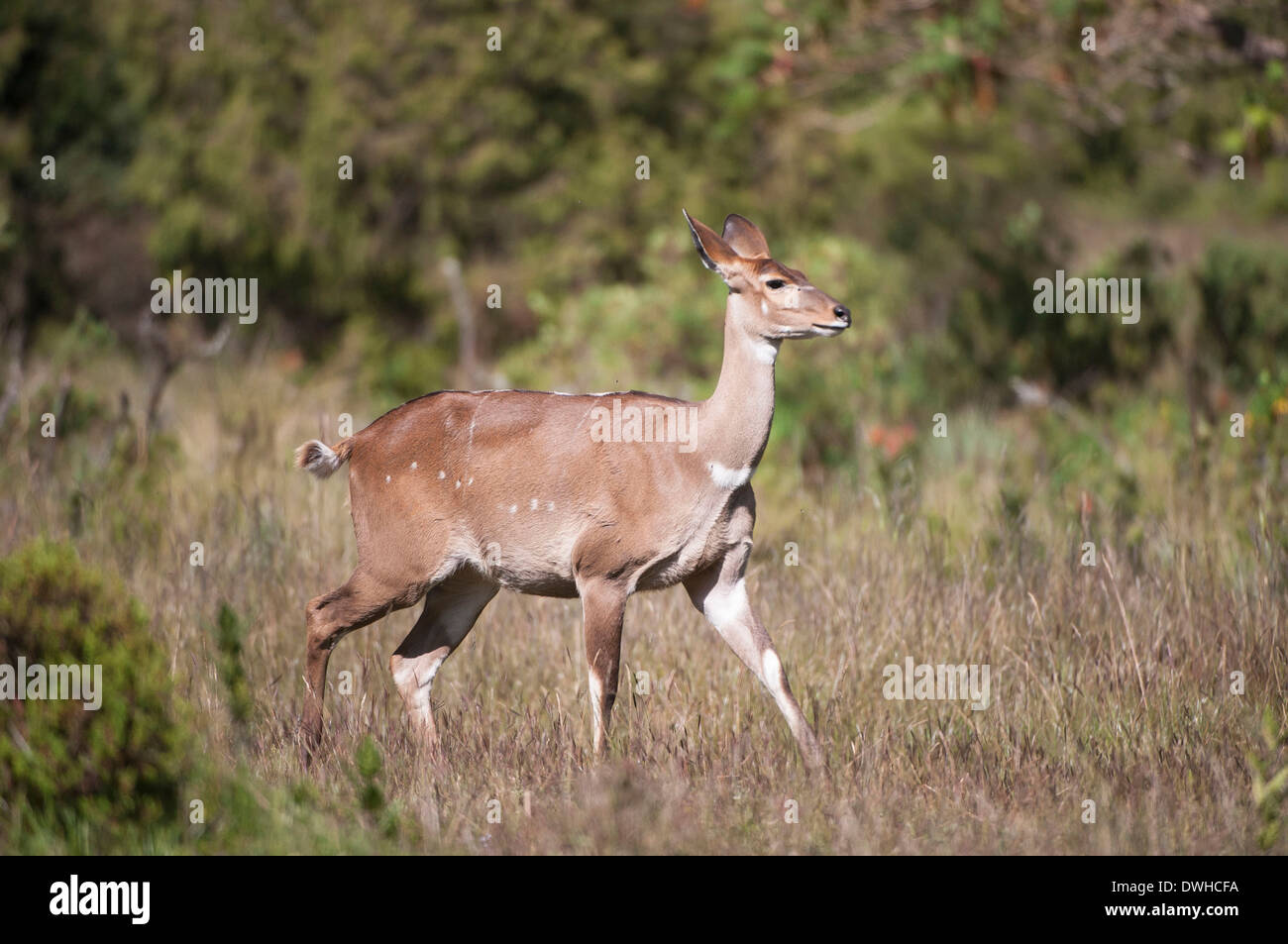 Berg-Nyala Stockfoto