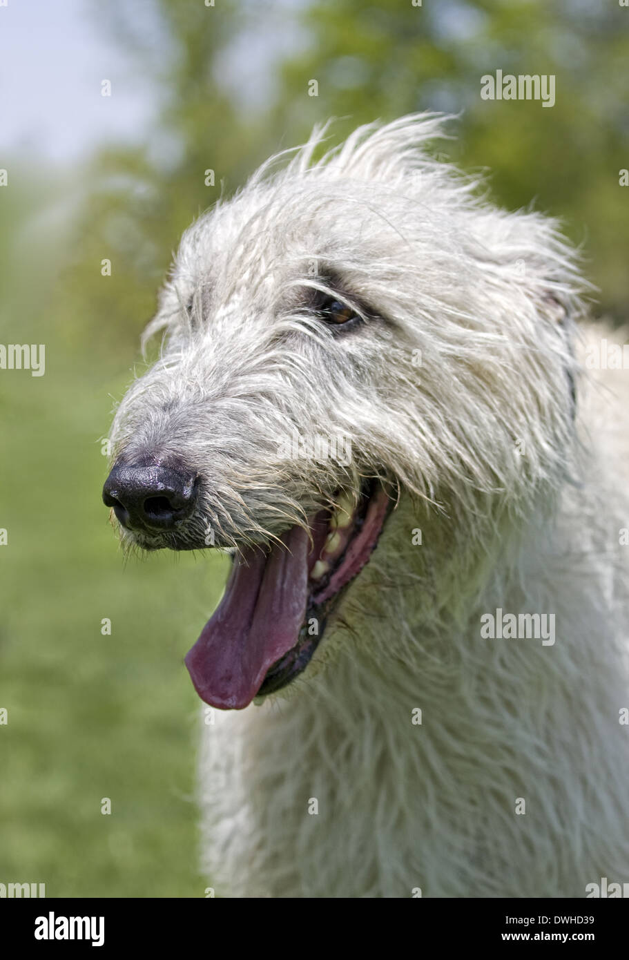 Irischen Wolf Hund Kopf geschossen Mund öffnen im freien Stockfoto