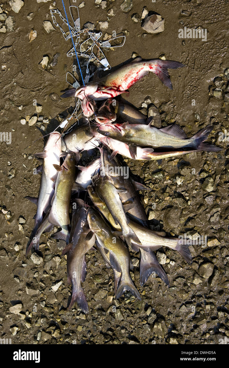 Durcheinander von Wels auf einer Wange am Ufer eines Flusses Stockfoto