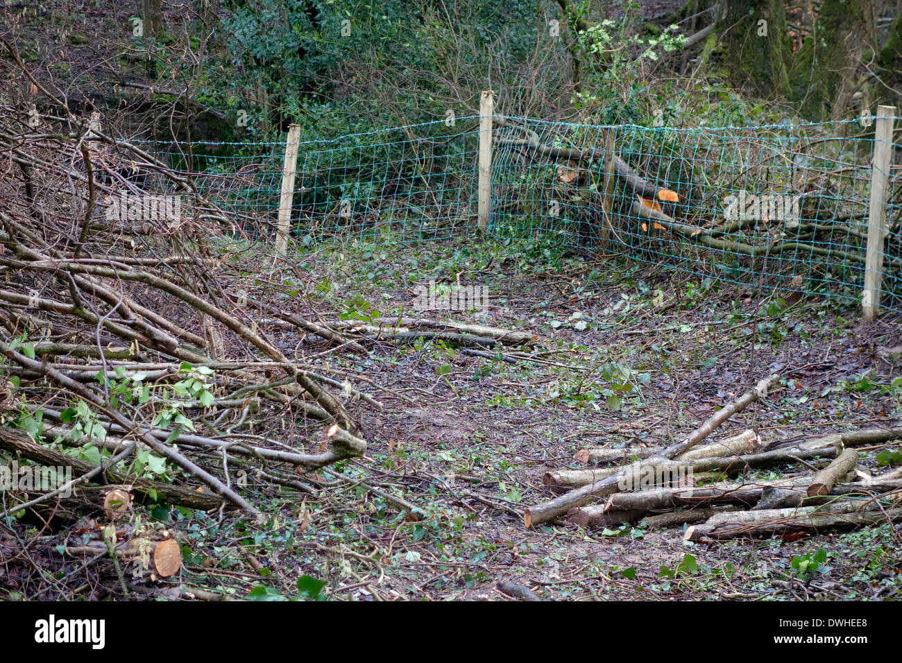 Rückschnitt einer Hasel dominiert Hecke entlang eines Baches Regeneration zu ermöglichen. Stockfoto