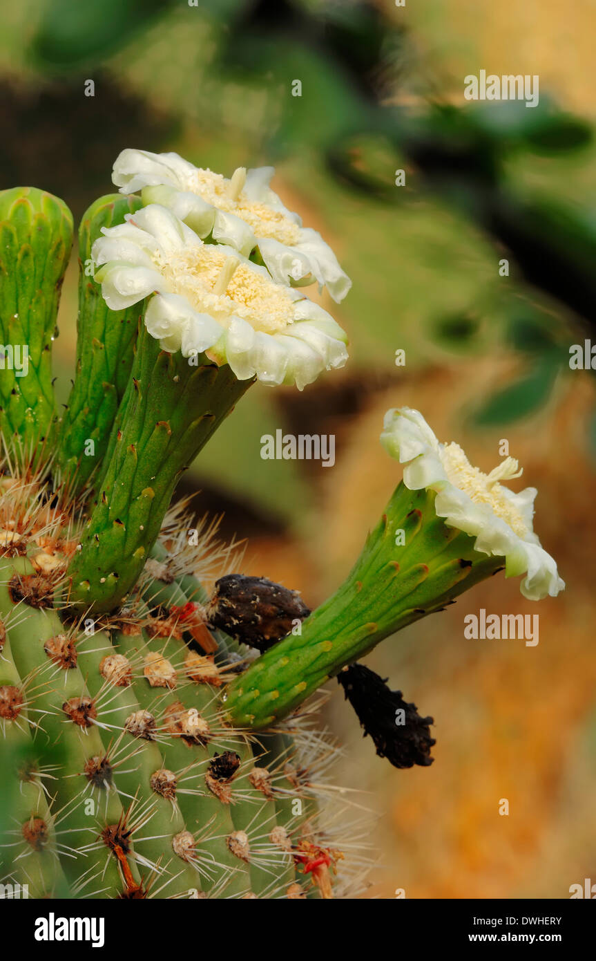 Saguaro (Cereus Giganteus, Carnegiea Gigantea) Stockfoto