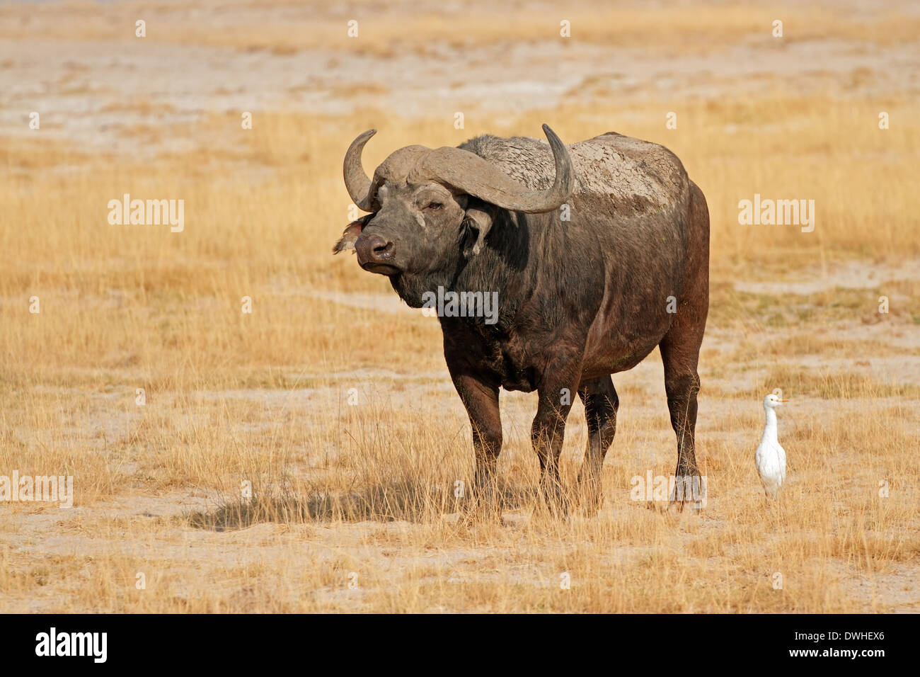 Afrikanischer Büffel (Syncerus Caffer), Amboseli Nationalpark, Kenia Stockfoto