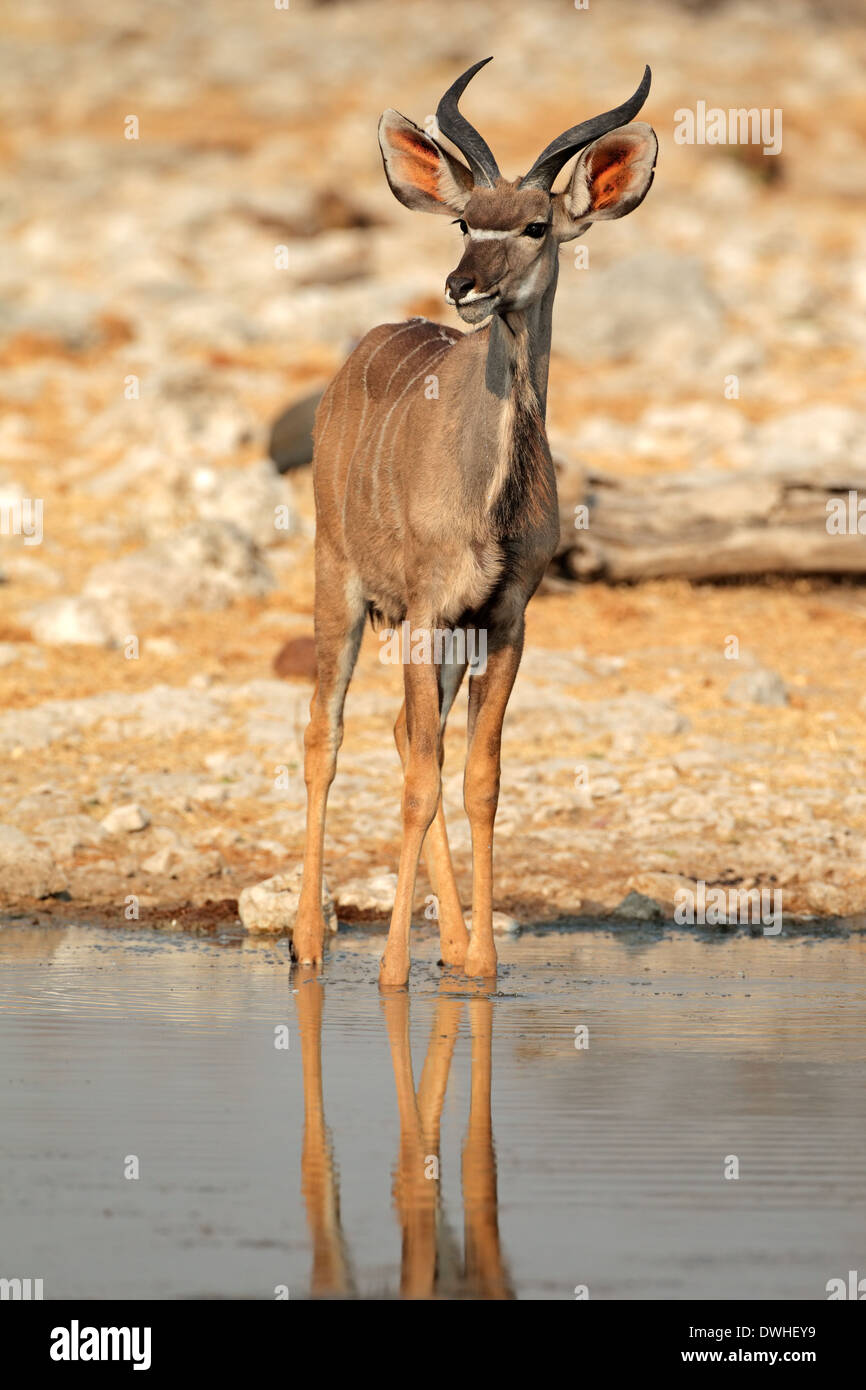 Kudu Antilope (Tragelaphus Strepsiceros) an einer Wasserstelle, Etosha Nationalpark, Namibia Stockfoto