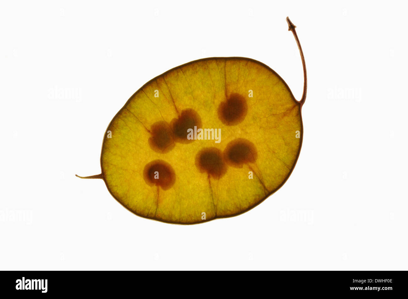 Efeutute, Pennyflower oder Einjähriges Silberblatt (Lunaria Annua), Samen Stockfoto Efeutute, Pennyflower oder Einjähriges Silberblatt (Lunaria Annua), Samen Stockfoto