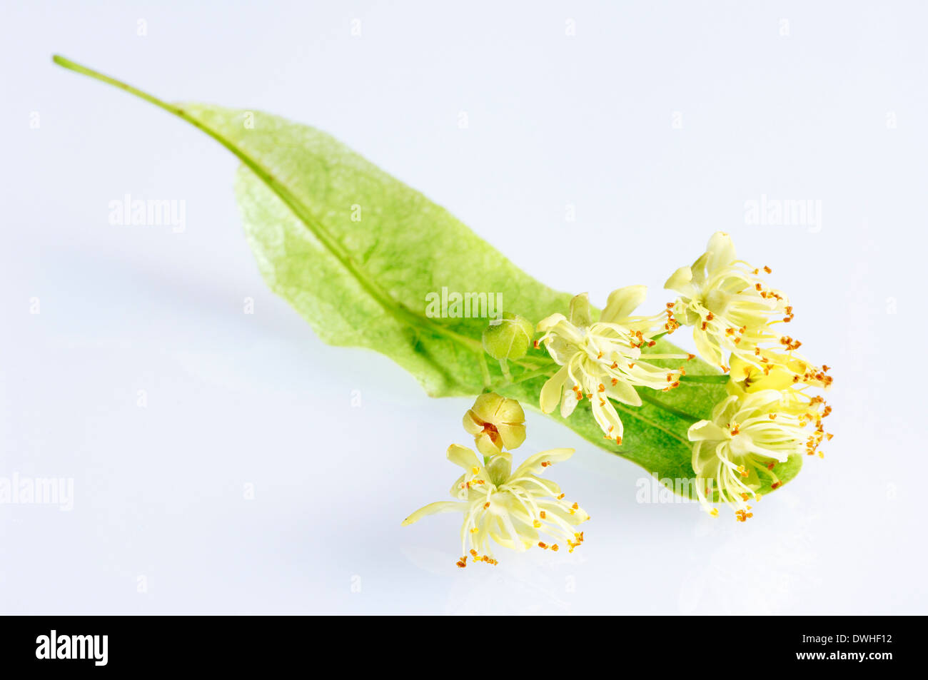 Großer-blättrig Linde (Tilia Platyphyllos), Blüten Stockfoto