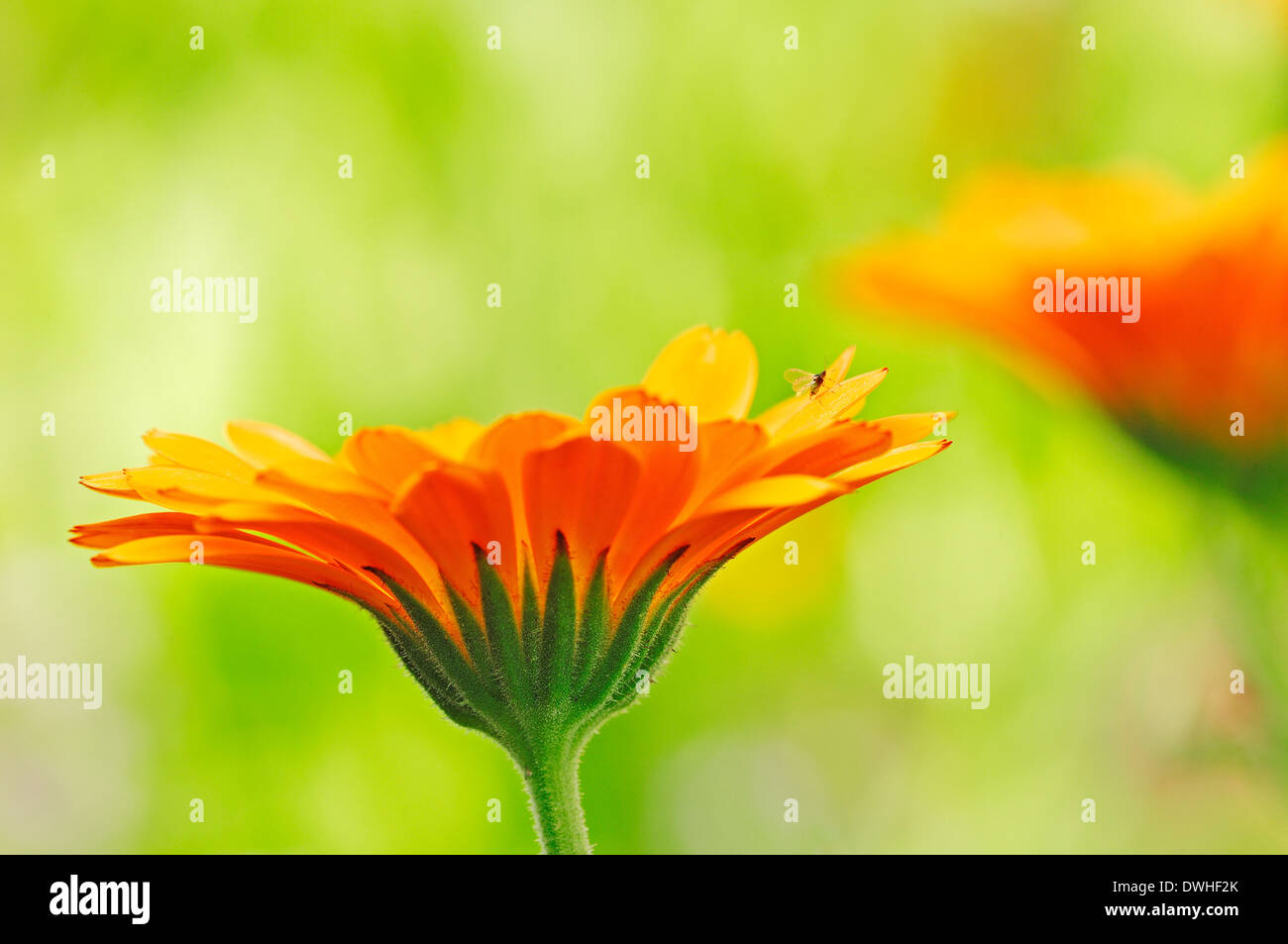 Ringelblume, englischen Garten-Ringelblume, Garten-Ringelblume, englische Ringelblume oder Garten-Ringelblume (Calendula Officinalis) Stockfoto