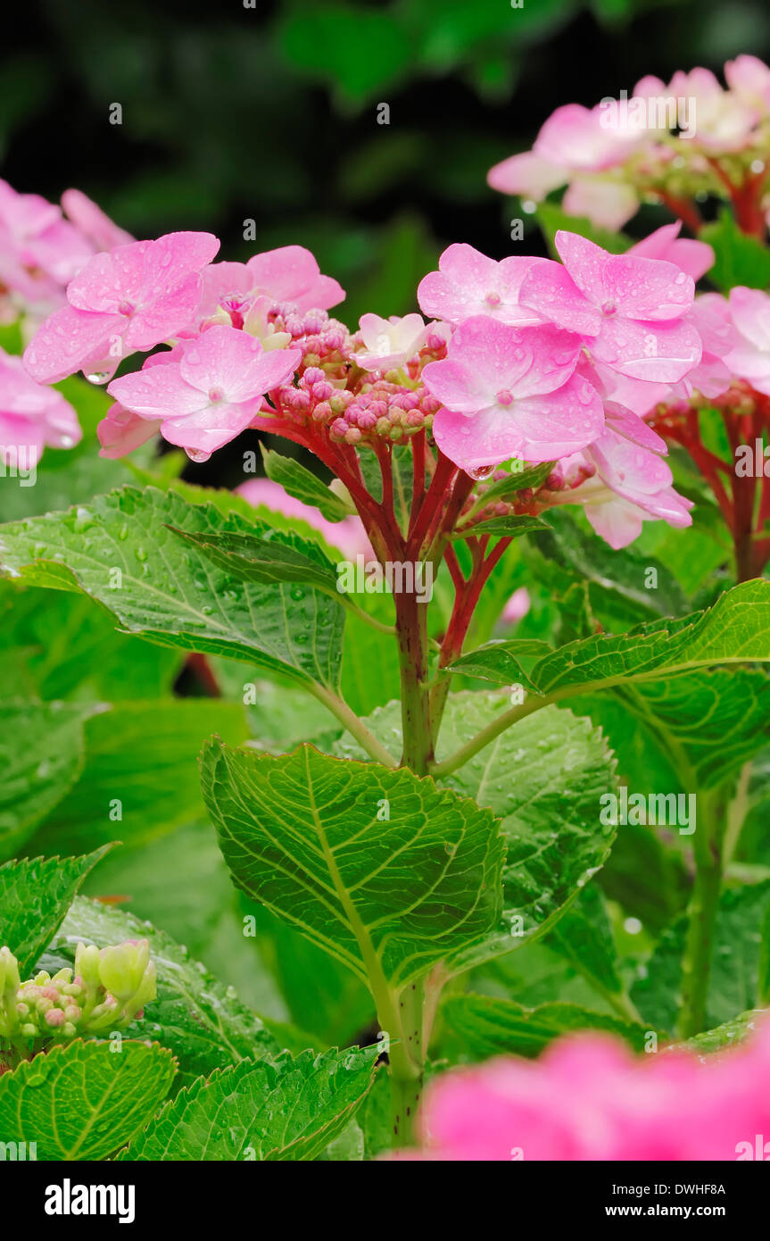 Unten Hortensie, Französisch Hortensie, Mophead Hydrangea oder Hortensia (Hydrangea Macrophylla) Stockfoto