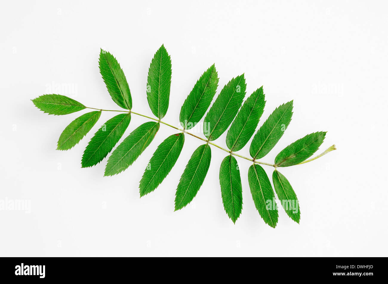 Service-Baum oder Chequeree (Sorbus Domestica), Blatt Stockfoto