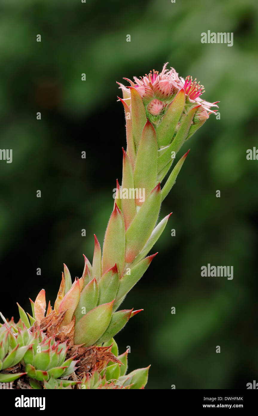 Gemeinsamen Hauswurz oder Hen-and-Chickens Hauslauch / (Sempervivum Tectorum, Sedum Tectorum) Stockfoto