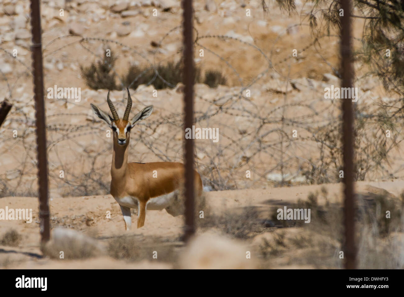 Gazelle hinter einem Zaun im militärischen Bereich. Negev, Israel. Militärische Sperrgebiete sind ein sicherer Hafen für Wildtiere geworden. Stockfoto