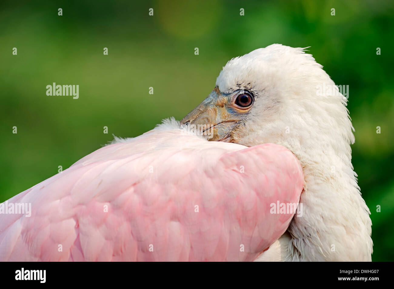 Rosige Löffler (Ajaja Ajaja, Platalea Ajaja), juvenile Stockfoto