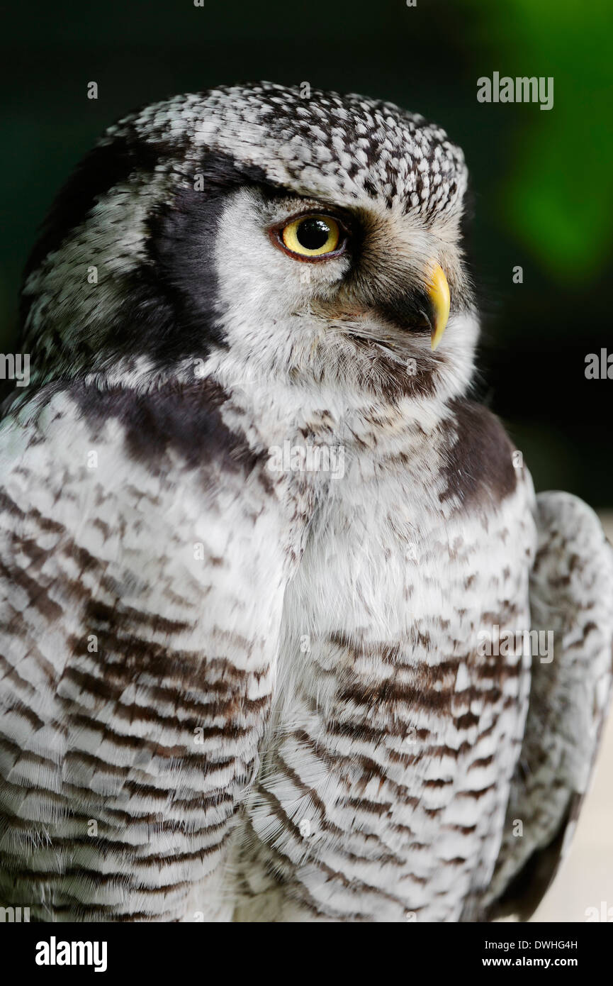 Nördlichen Sperbereule (Surnia Ulula) Stockfoto