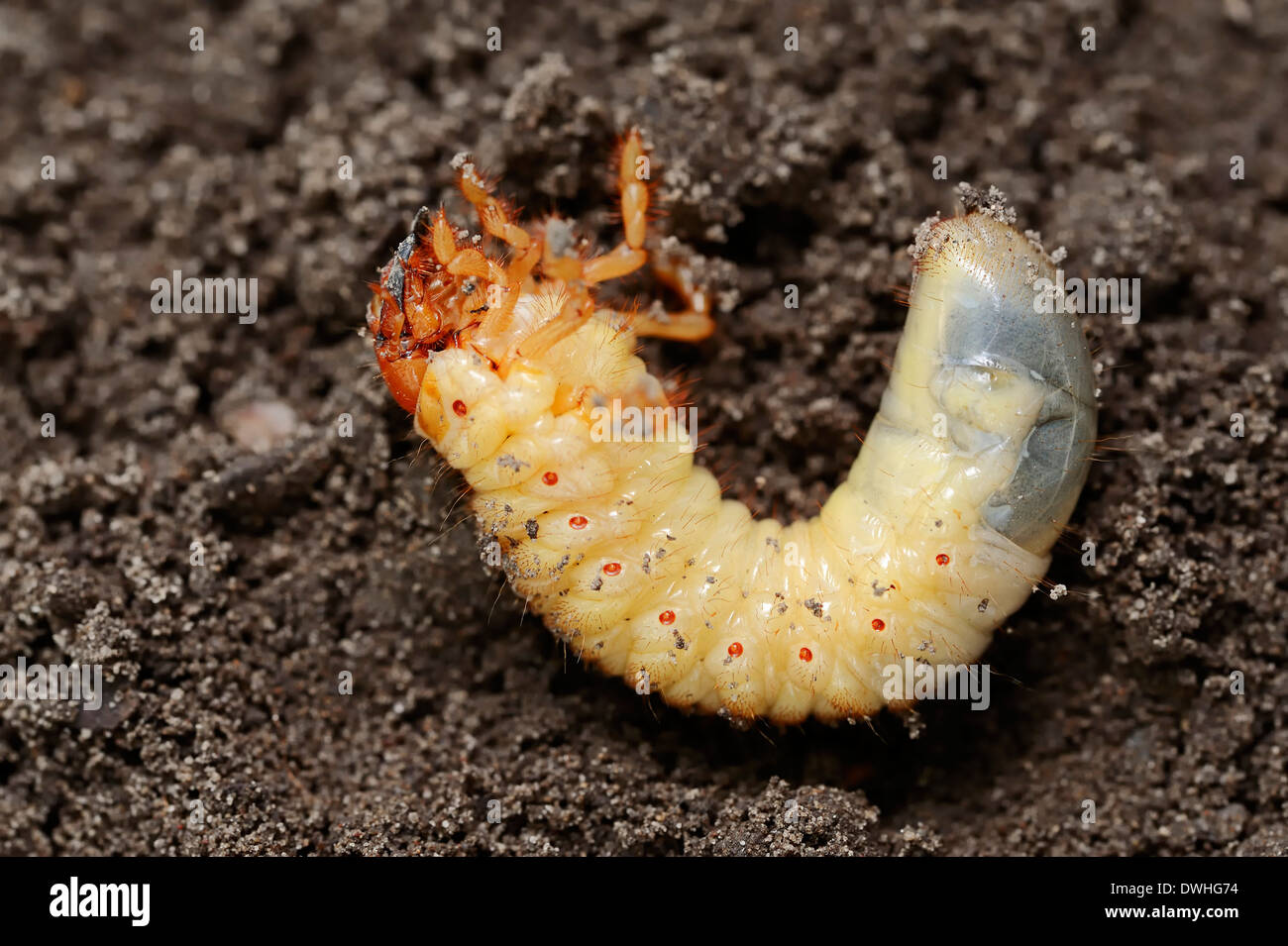Gemeinsamen Maikäfer oder möglicherweise Fehler (Melolontha Melolontha), Larve, North Rhine-Westphalia, Deutschland Stockfoto