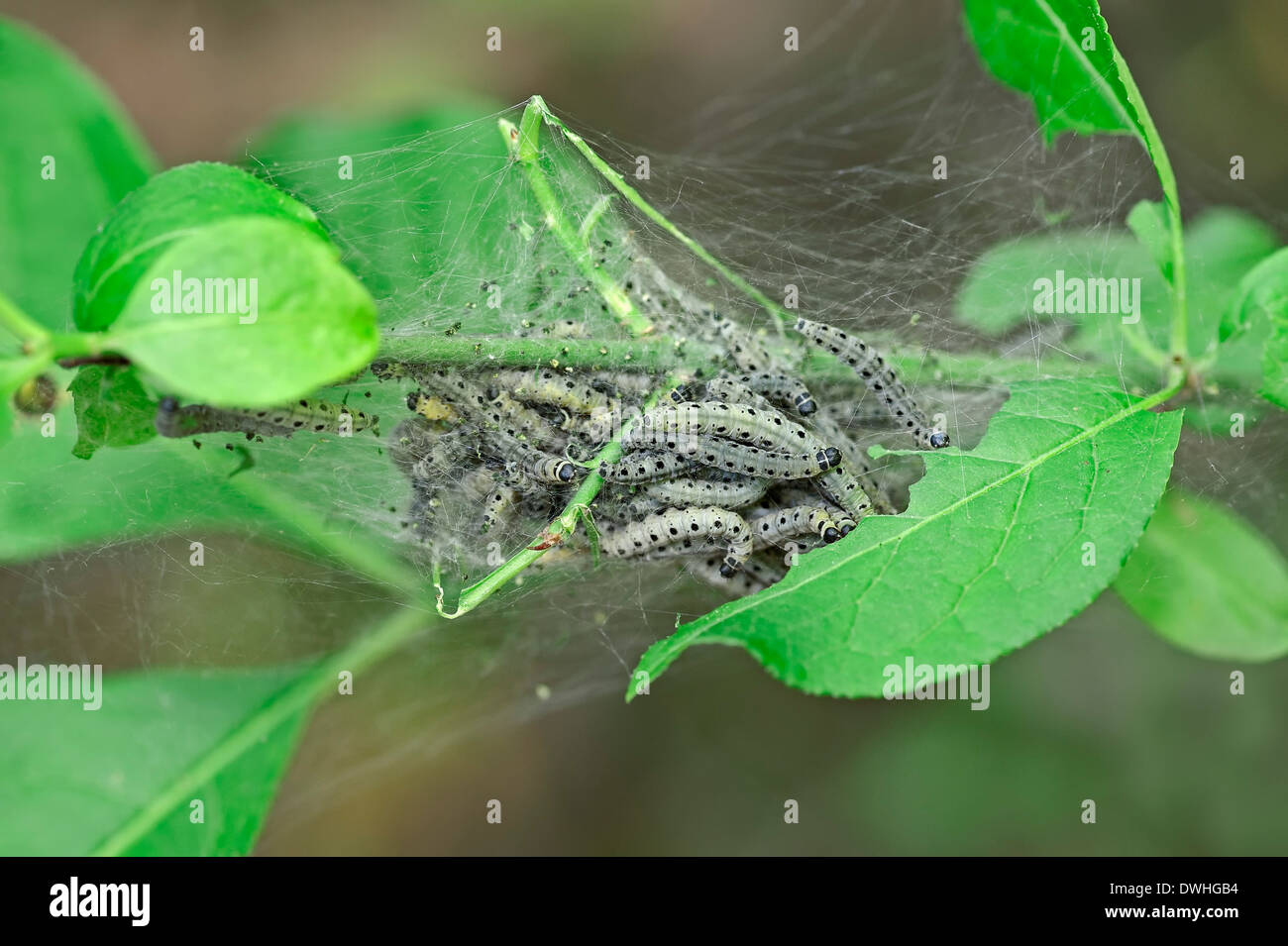 Obstgarten Hermelin oder Hermelin Moth (Yponomeuta Padella), Raupen, North Rhine-Westphalia, Deutschland Stockfoto