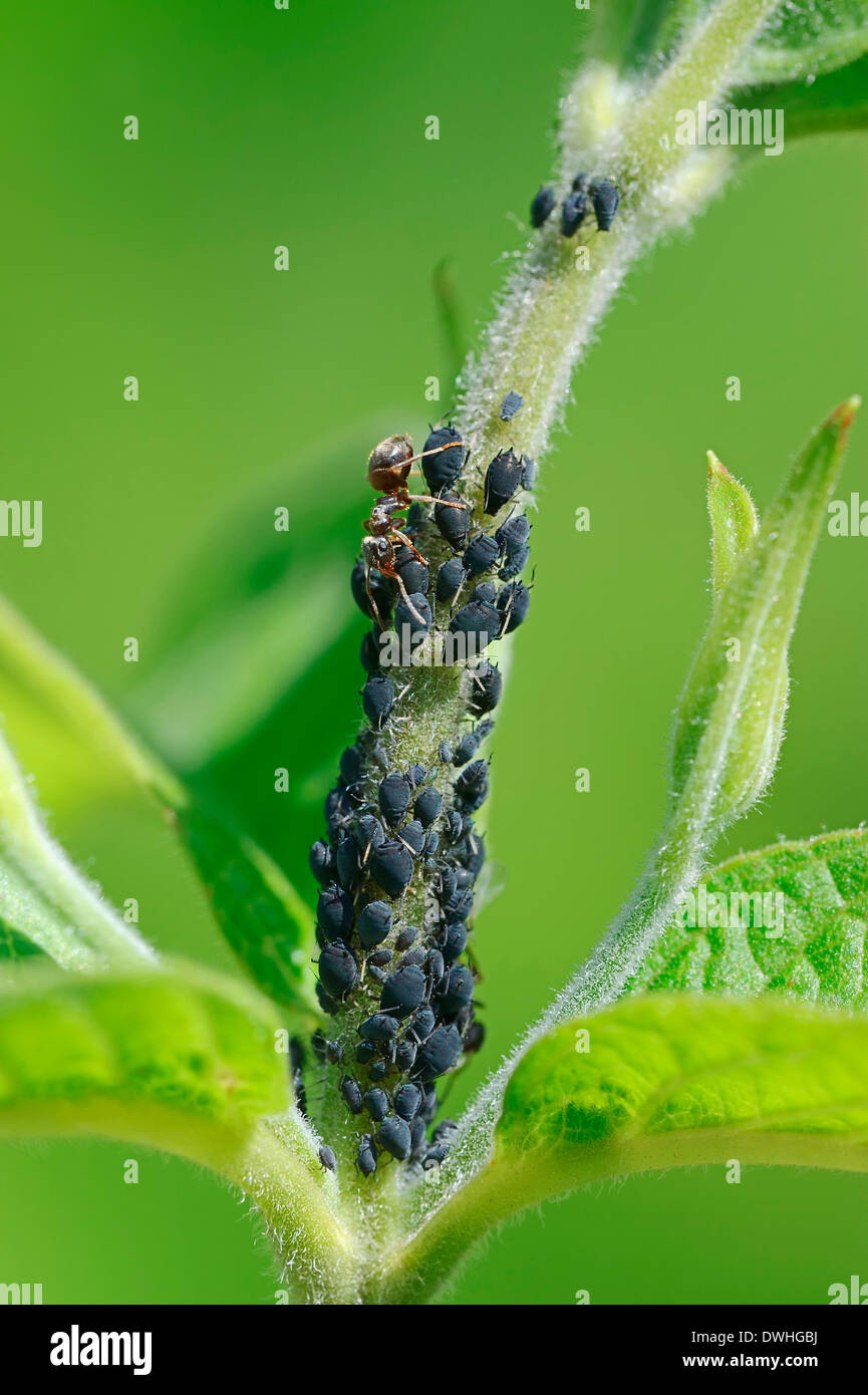 Ameisen (Formica spec.) und Blattläuse (Aphis spec.), Nordrhein-Westfalen, Deutschland Stockfoto