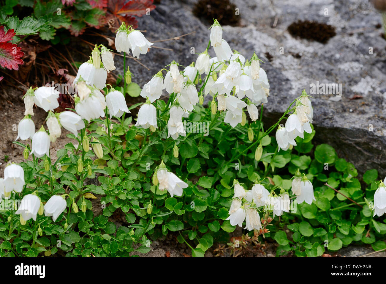 Zwerg-Glockenblume, Feen Fingerhüte oder Fee Fingerhut Glockenblume (Campanula Cochleariifolia var. Alba) Stockfoto