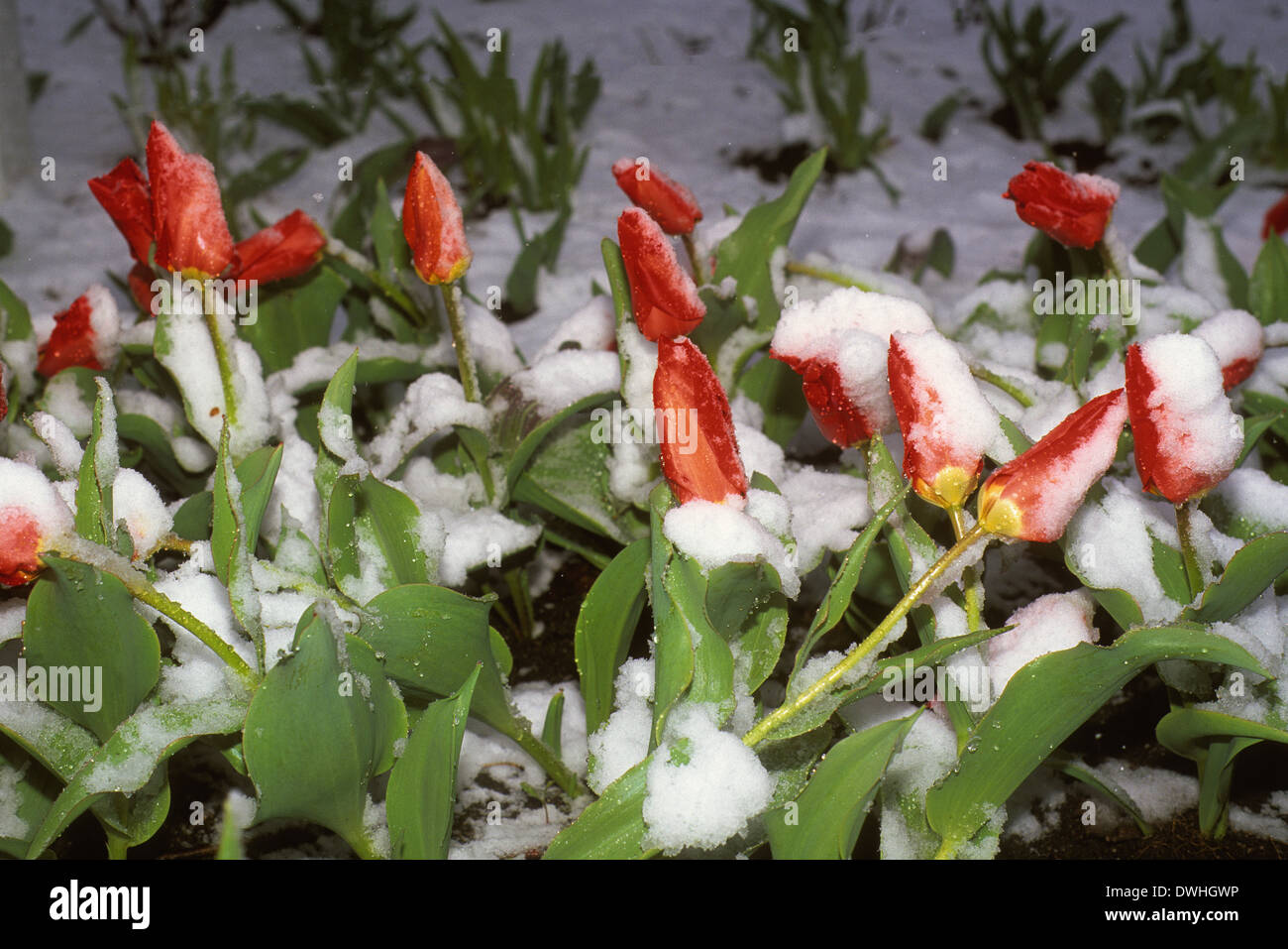 Späten Frühjahr Schnee bedeckt Tulpen, Rosemere, Quebec, Kanada Stockfoto