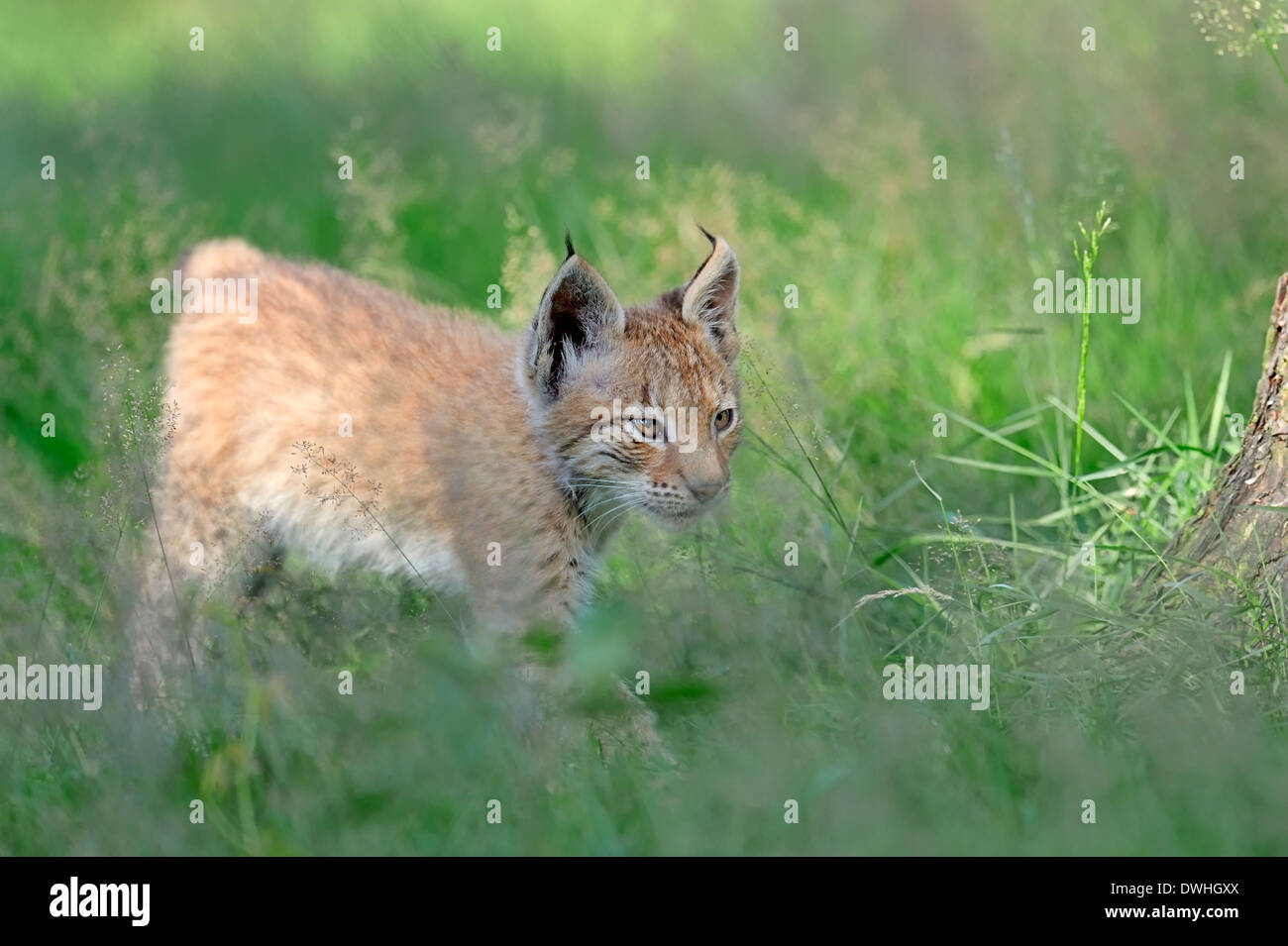 Eurasischer Luchs (Lynx Lynx), Jungtier Stockfoto