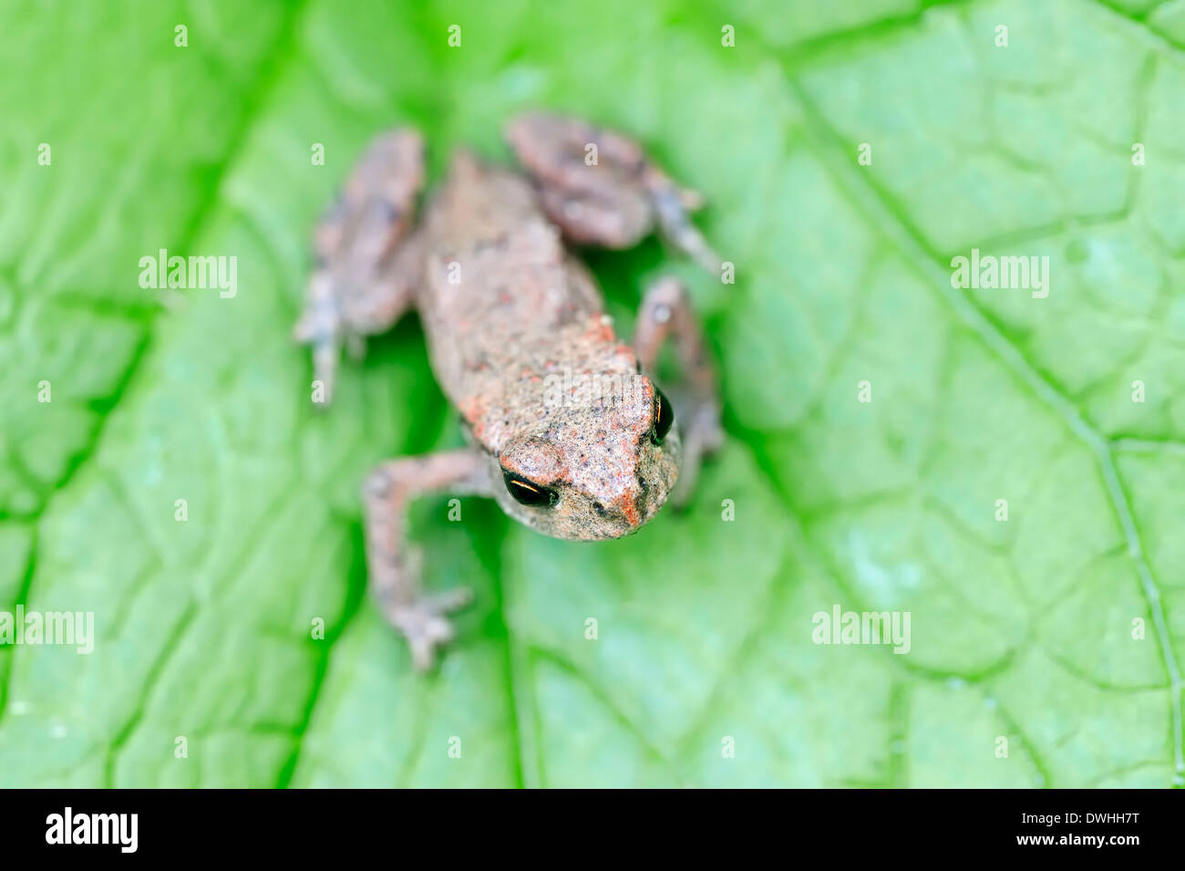 Gemeinsamen Kröte oder europäische Kröte (Bufo Bufo), Juvenile, North Rhine-Westphalia, Deutschland Stockfoto