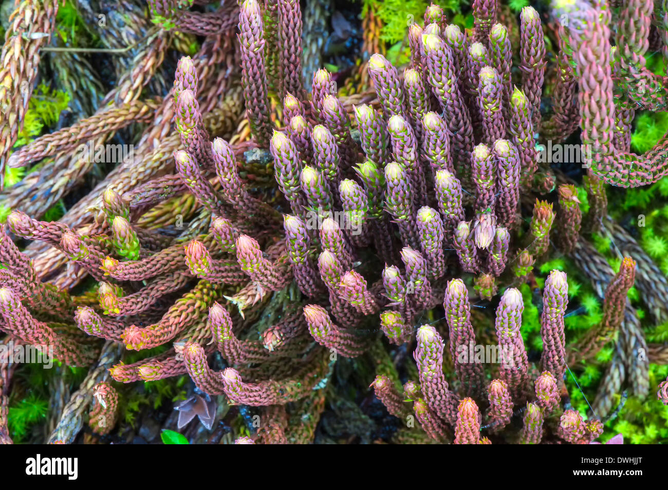 Cotopaxi NP - Lycopodium Stockfoto