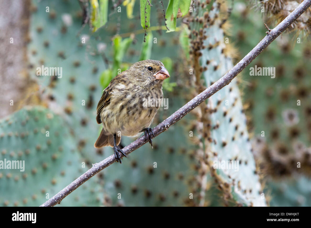 Mittlere Baum Finch Stockfoto