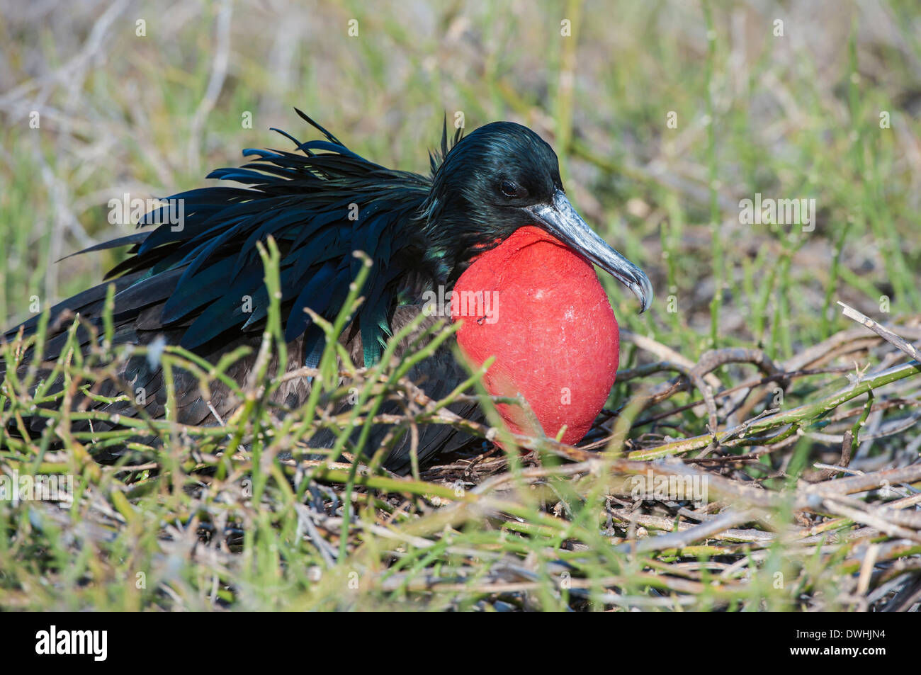 Herrliche Fregattvogel Stockfoto