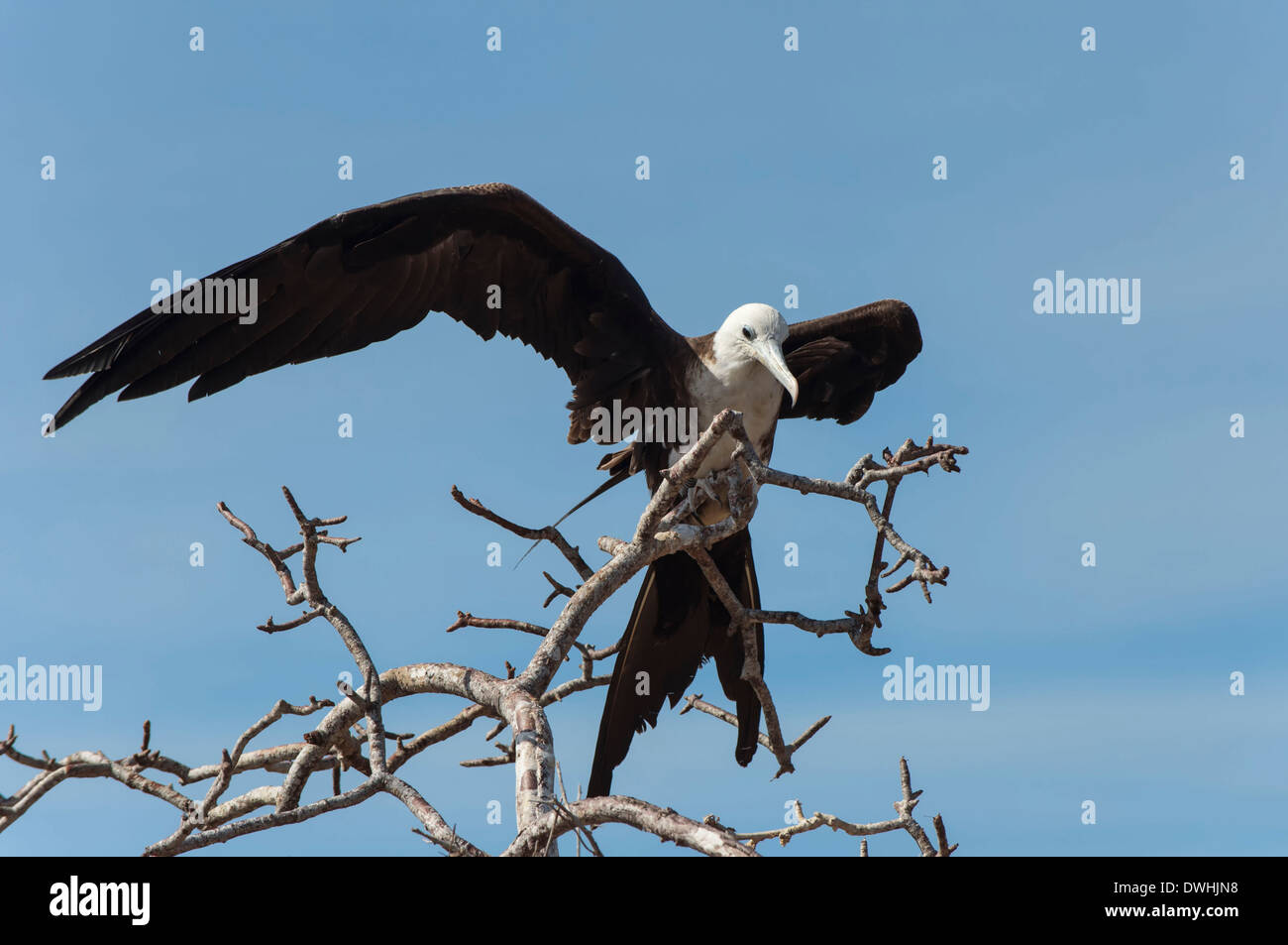 Herrliche Fregattvogel Stockfoto