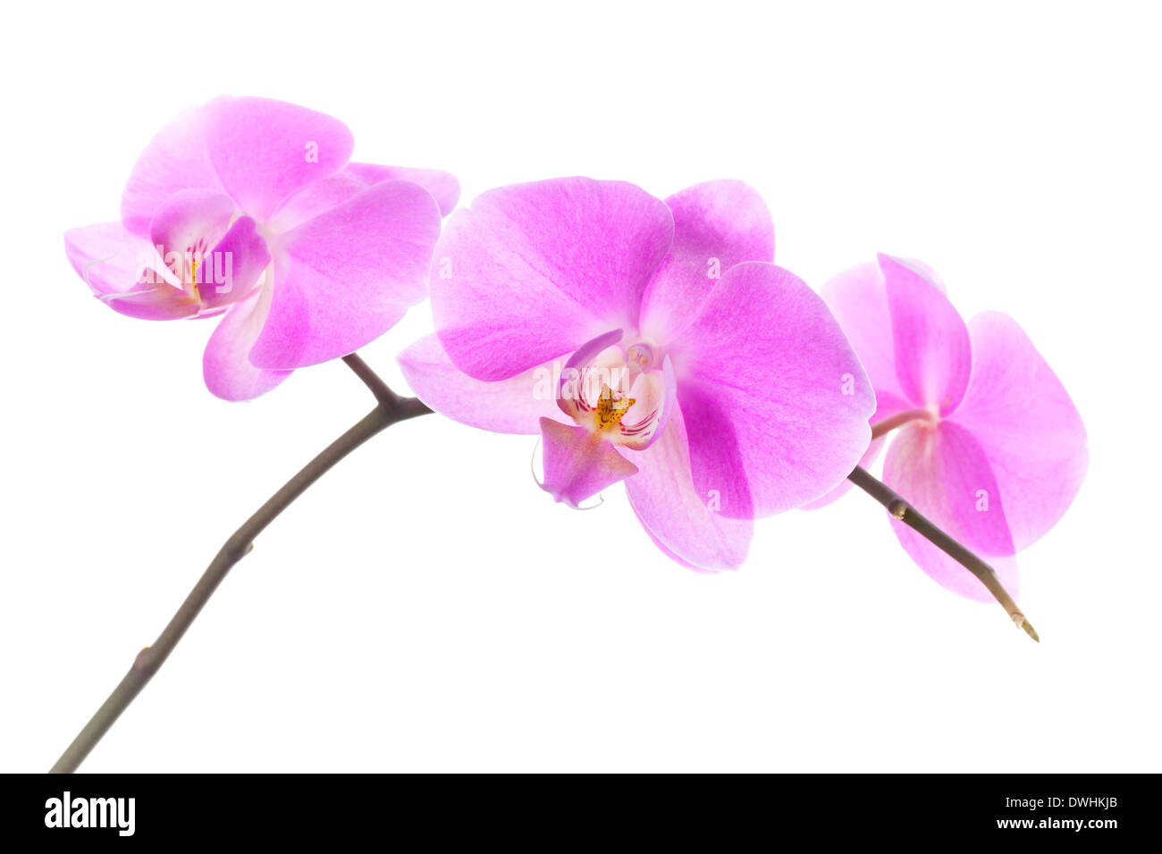 Gruppe von rosa Orchidee blüht isoliert auf weißem Hintergrund Stockfoto