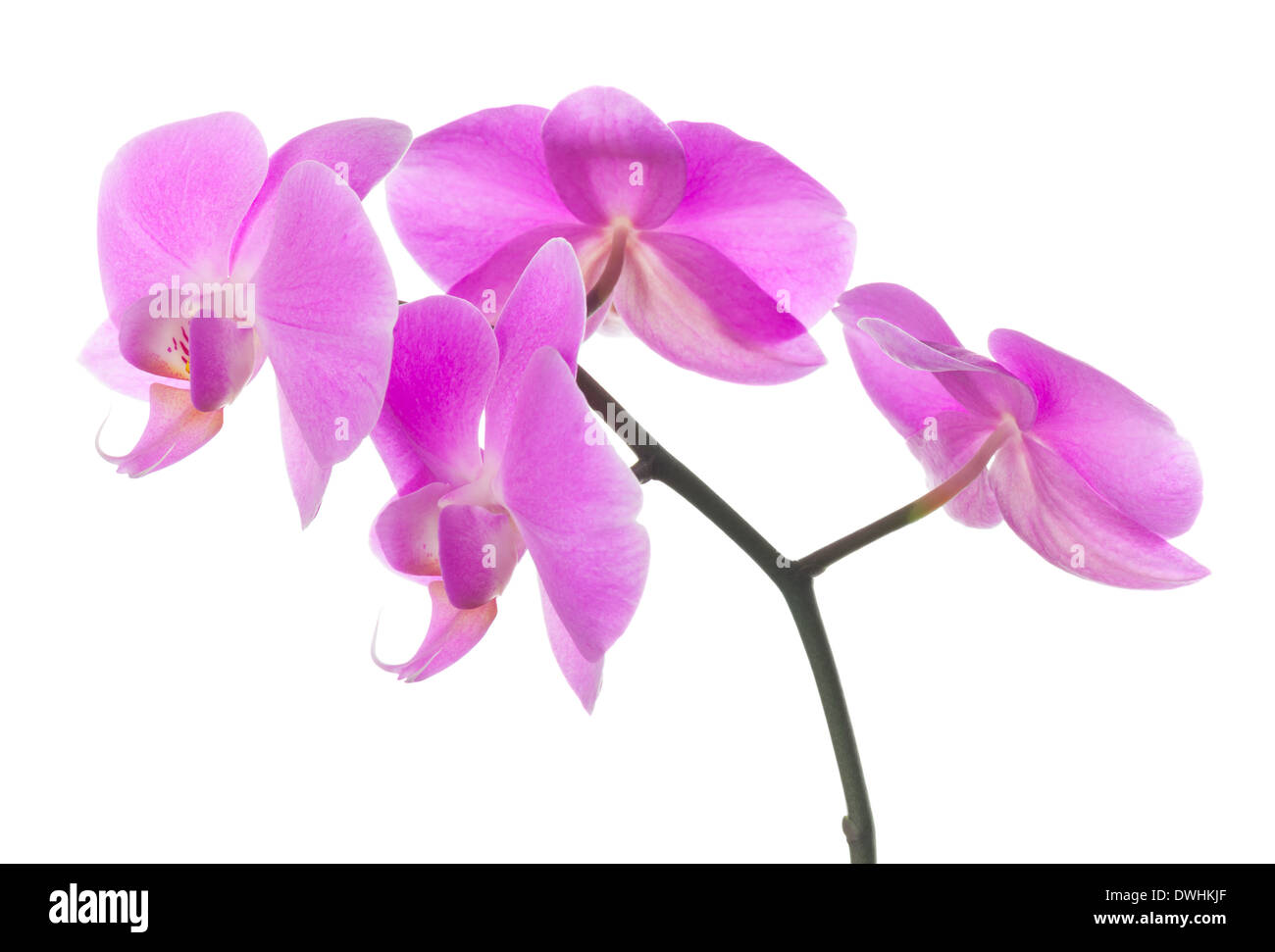 Rosa Orchidee blüht isoliert auf weißem Hintergrund Stockfoto