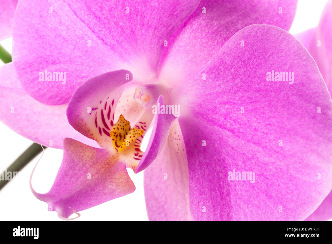 Rosa Orchidee Blume isoliert auf weiss, Makro-Foto Stockfoto