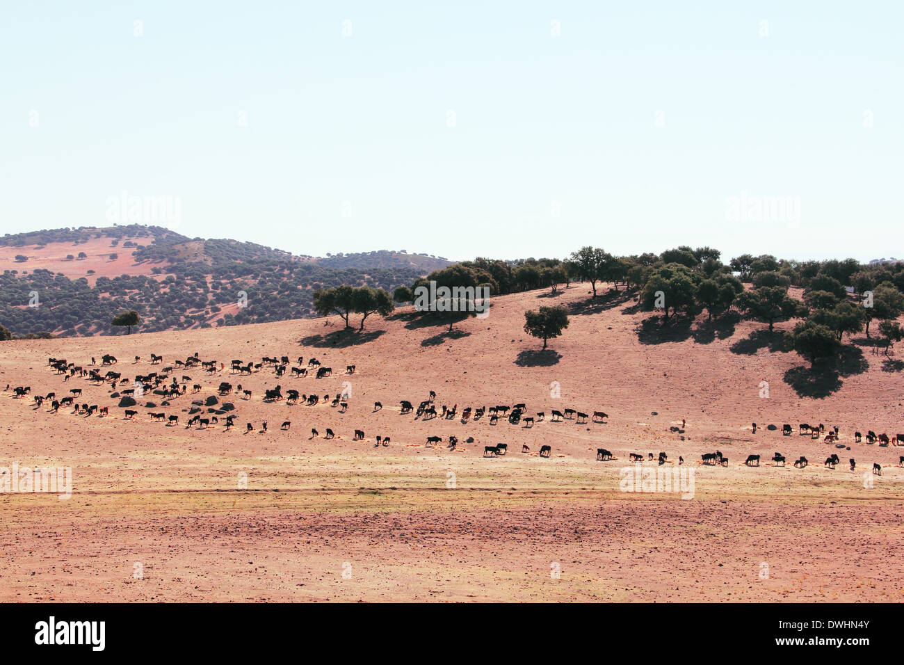 Herde von reinrassigen Bullen auf der schönen spanischen Weide Stockfoto