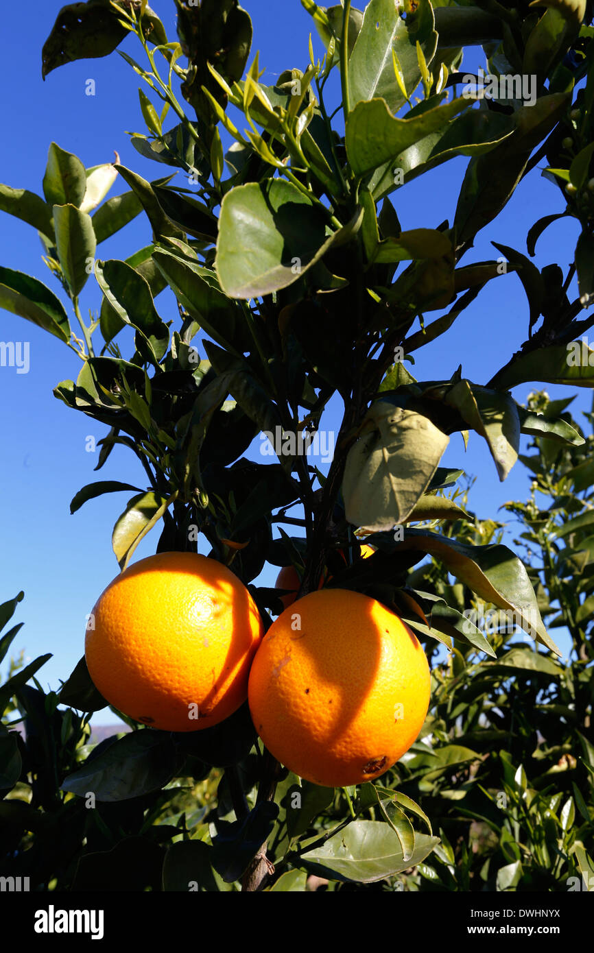 Bereich der Orange, abholbereit, Valencia Stockfoto