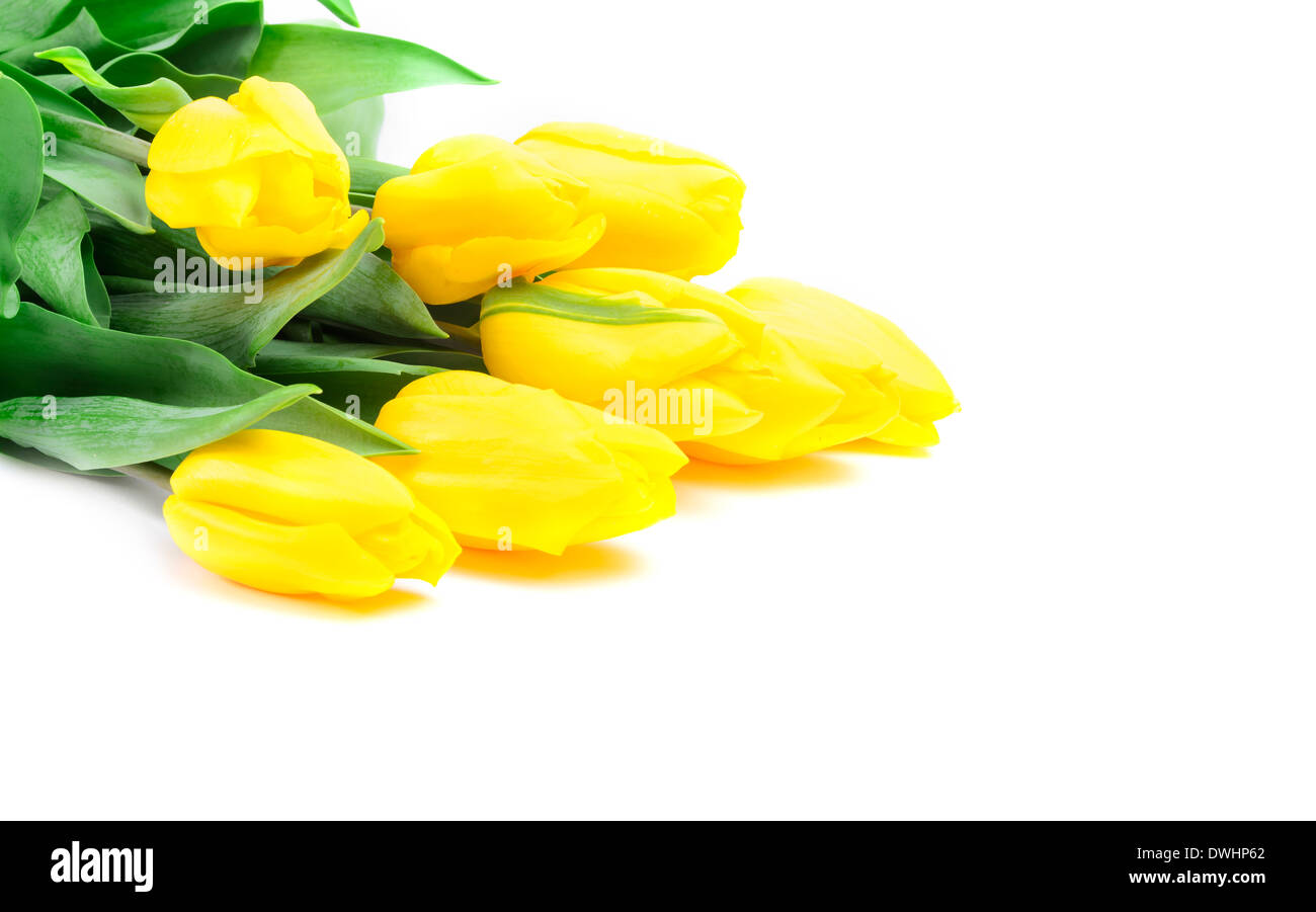 Strauß Tulpen auf weißem Hintergrund Stockfoto